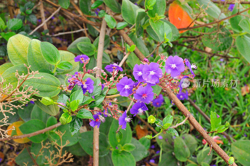 urvilleana的Rwandan Tibouchina